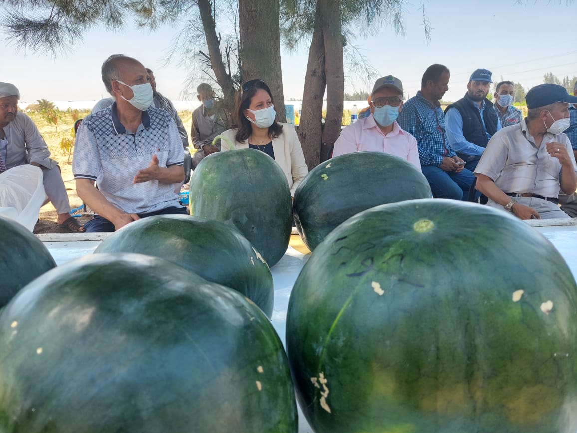 رئيس مركز البحوث الزراعية والفريق البحثي يتفقدون إنتاج البطيخ 6
