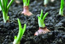 زراعة البصل الزراعة العضوية