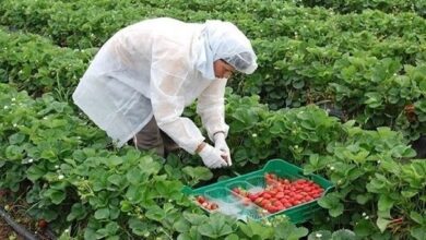 زراعة الفراولة في المغرب