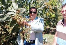 نجاح زراعات المانجو بالري بالتنقيط بمحافظة دمياط