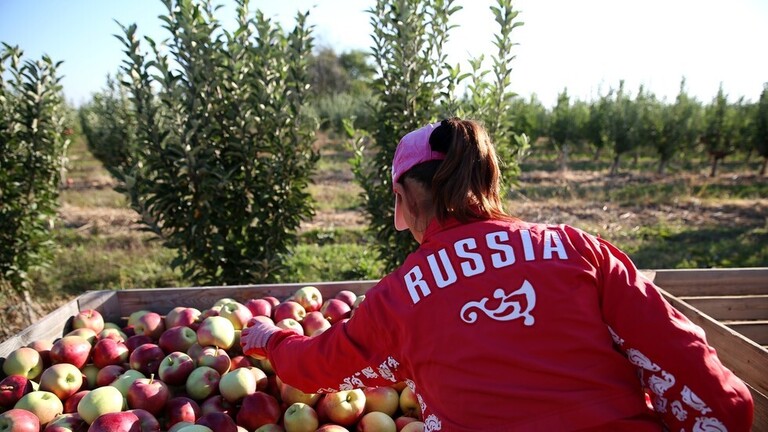 التفاح الروسي