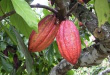 شجرة الكاكاو او الشوكولاته