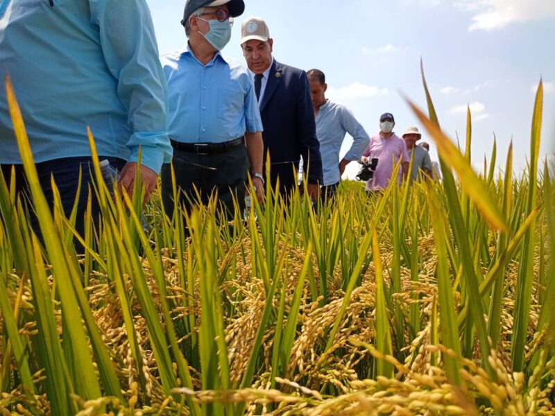 مركز البحوث الزراعية ورئيس أكاديمية البحث العلمي خلال تفقدهم الأصناف الجديدة من الأرز e1649107638373