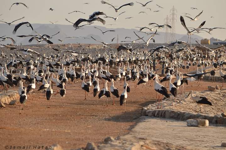الطيور المهاجرة في مصر 3