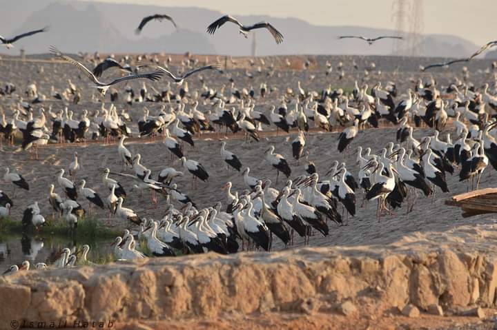 الطيور المهاجرة في مصر 4
