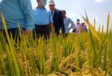 رئيس مركز البحوث الزراعية ورئيس أكاديمية البحث العلمي خلال تفقدهم الأصناف الجديدة من الأرز