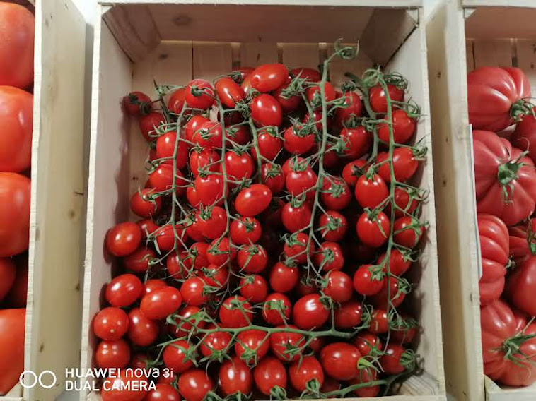 أنواع الطماطم 2