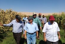 رئيس مركز البحوث الزراعية يتفقد زراعات الذرة في محافظة قنا