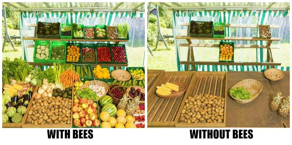 الزراعي وتربية النحل