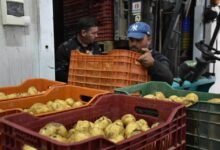 البطاطس في الجزائر