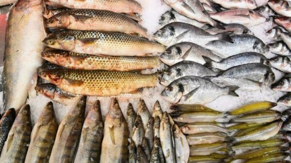 جانبية فيلسوف المواطنين من كبار السن  اليمن تحظر تصدير 3 أنواع من الأسماك إلي السعودية «الأسباب» | Agri2day /  اجري توداي