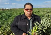 علاء عزمي رئيس قسم البقوليات في مزارع الفول البلدي