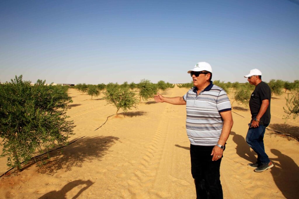 شركة الريف المصري يتفقد مزارع الزيتون scaled