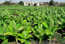 زراعة التبغ في سوريا 1