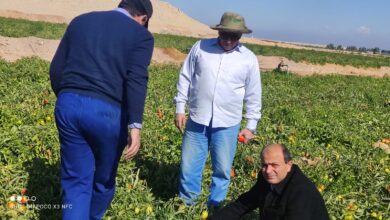 وفد علمي برئاسة الدكتور محمد سليمان رئيس مركز البحوث الزراعية يتفقد زراعات الطماطم