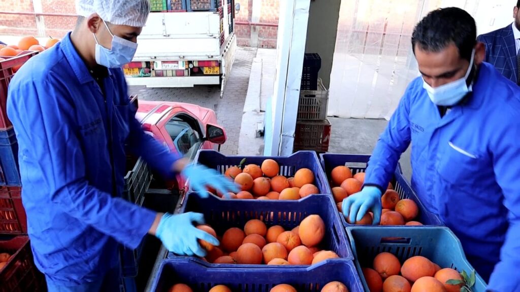 فرز ثمار البرتقال قبل دخولها مصنع بلو سكايز مصر