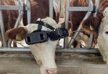 الأبقار والواقع الإفتراضي