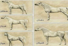 سلالات الخيول العربية