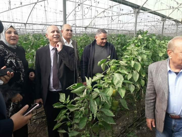 محمود السعدي يتفقد الصوب الزراعية