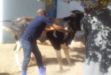 تحصين الماشية
