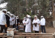 تدريبية لتعليم تربية النحل للمبتدئين