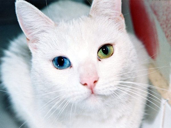 لون العيون في القطط