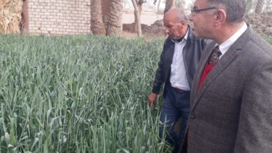 رئيس مكافحة الآفات الزراعية يتفقد أعمال منطقة شمال الصعيد