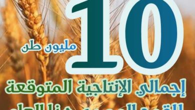 إنتاج مصر من القمح