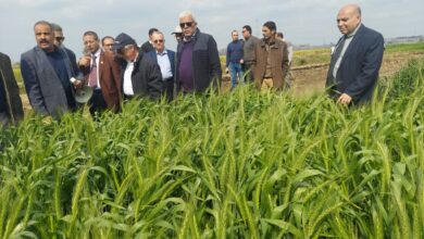 مركز البحوث الزراعية يتفقد زراعات القمح في محطة بحوث سخا في كفر الشيخ 1