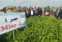 رئيس مركز البحوث الزراعية يتفقد زراعات القمح في محطة بحوث سخا في كفر الشيخ