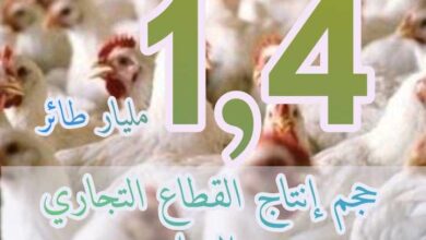 إجمالي إنتاج مصر من الطيور