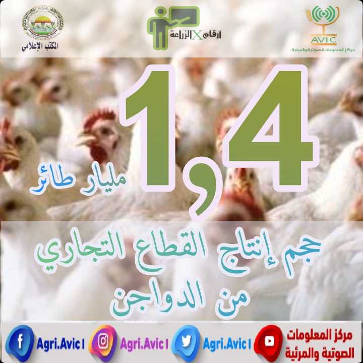 إنتاج مصر من الطيور