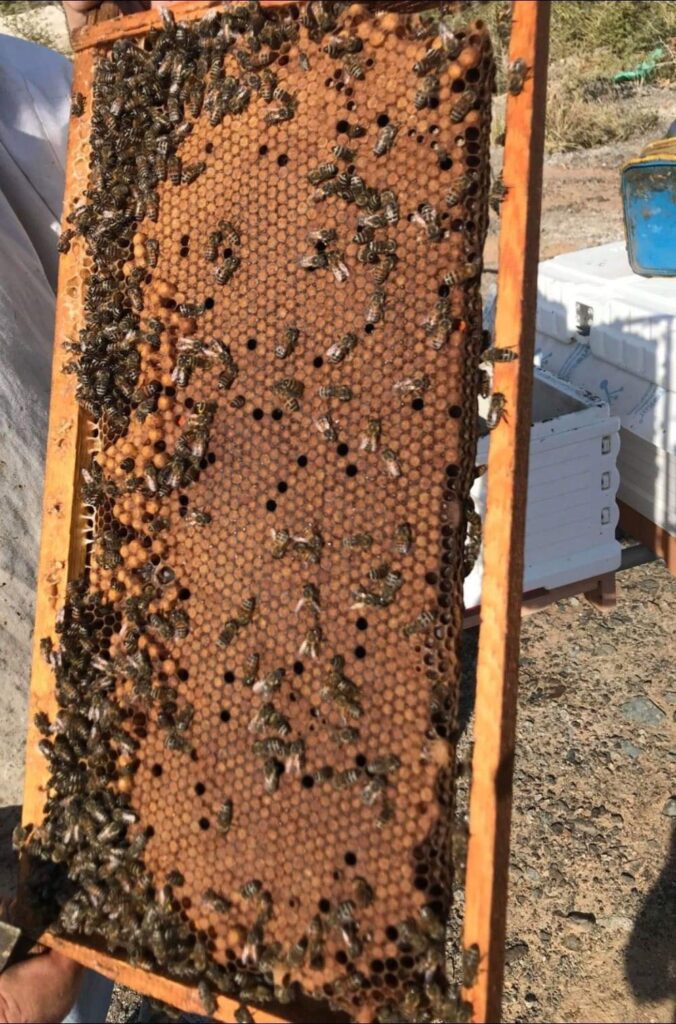 براويز النحل scaled