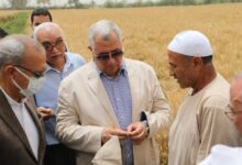 وزير الزراعة ومحافظ القليوبية يتفقدان حقول القمح 3