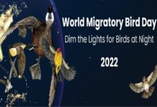 العالمي للطيور المهاجرة
