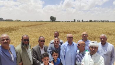 رئيس قطاع الخدمات الزراعية يتابع موسم حصاد القمح بالمحافظات 1