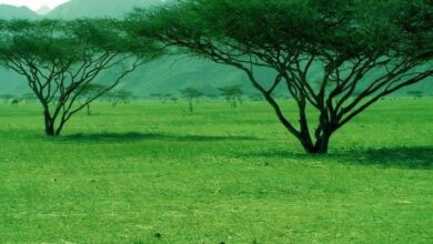 محمية جبل علبة في البحر الاحمر