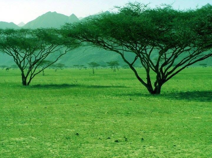 جبل علبة في البحر الاحمر