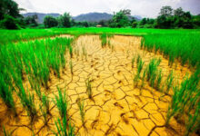 التغيرات المناخية والزراعة