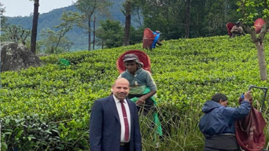 الشاي في سريلانكا 1