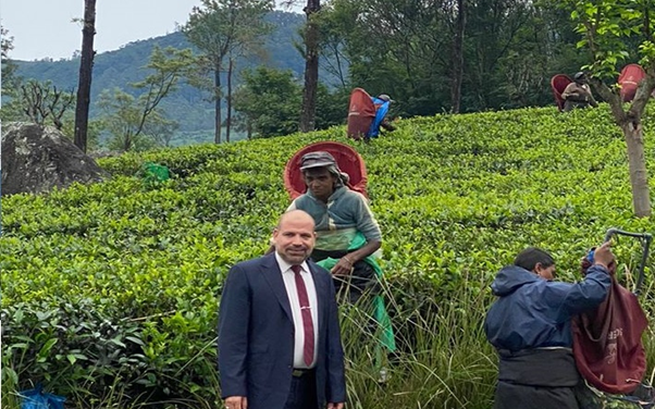 الشاي في سريلانكا 1