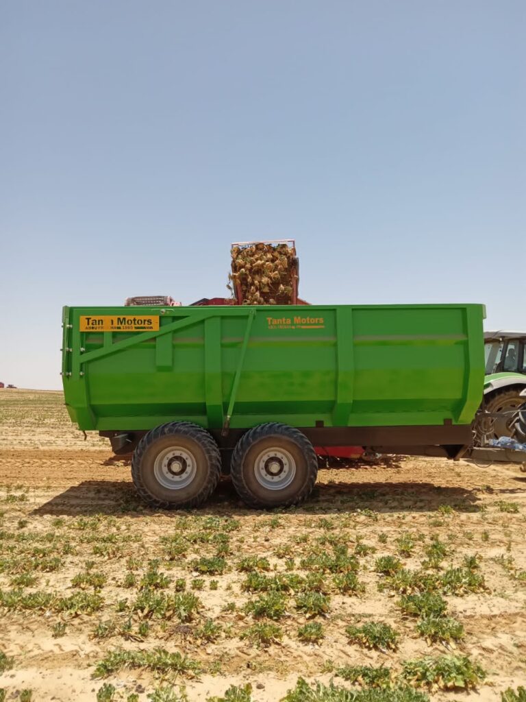 حصاد البنجر في مشروع غرب المنيا scaled
