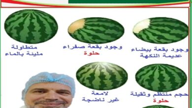 عبدالعزيز الجداوي وفوائد البطيخ