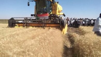 زراعة القمح في السودان