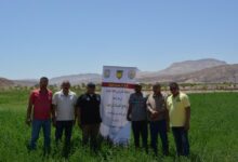 مشروعات مشتركة بين مركز بحوث الصحراء والمنظمة العربية للتنمية الزراعية