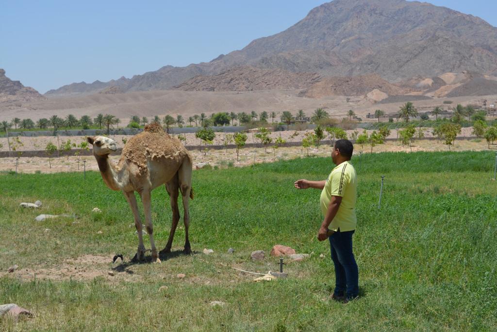 منظمة العربية للتنمية الزراعية بالتعاون مع بحوث الصحراء