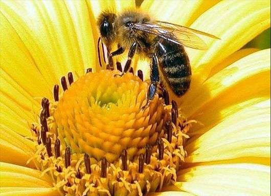 النحل عسل عباد الشمس
