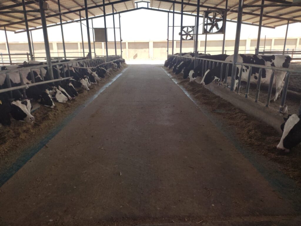 مزارع الإنتاج الحيواني الماشية الثروة الحيوانية 1 scaled