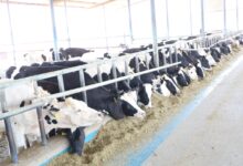 الإنتاج الحيواني الماشية الثروة الحيوانية 2