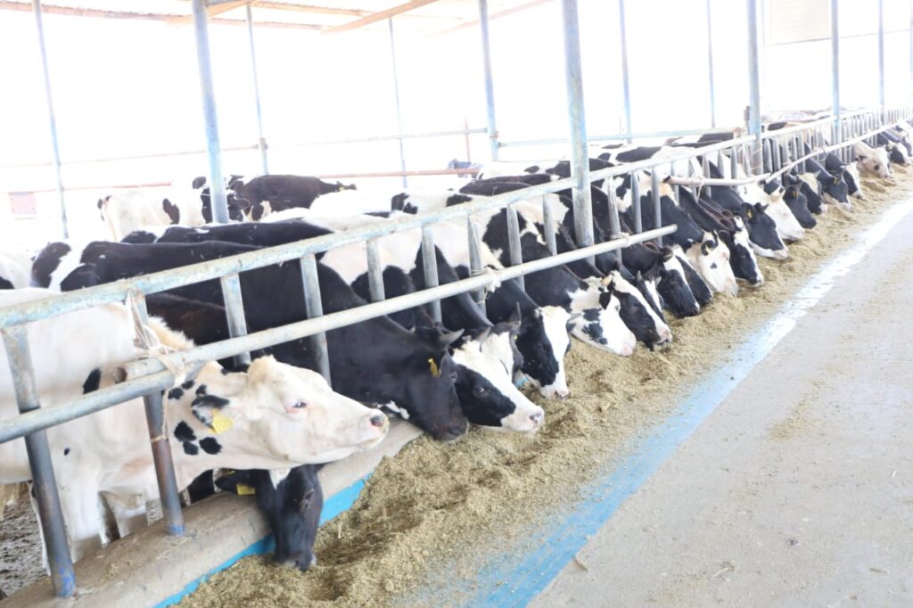 مزارع الإنتاج الحيواني الماشية الثروة الحيوانية 2 scaled